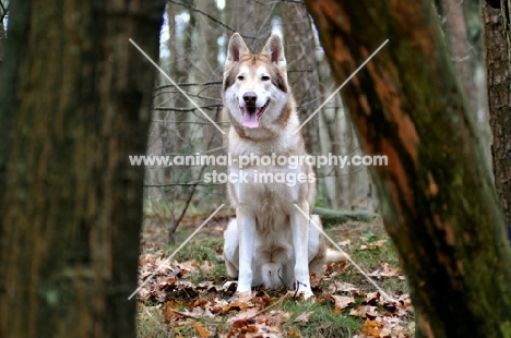 Saarloos Wolfhound