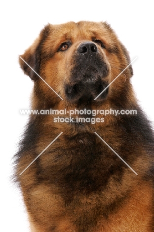 Australian Champion Tibetan Mastiff in studio