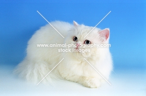 blue eyed white Persian on blue background