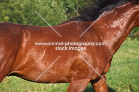 Quarter horse cantering close up