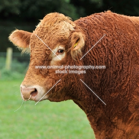 south devon bull