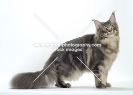 Blue Classic Tabby Maine Coon cat side view