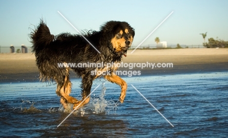 Tibetan Mastiff running on beach
