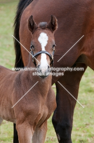 two thoroughbreds in green field