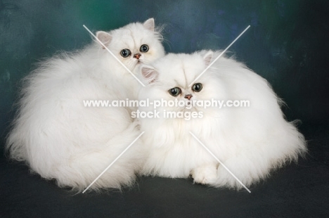chinchilla cats, different ages