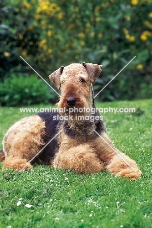 Airedale Terrier lying down on grass