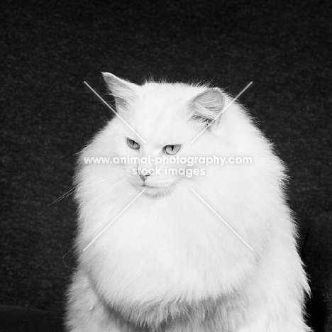 long haired non pedigree cat 