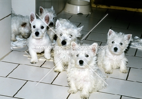 group of west highland white terrier puppies indoors