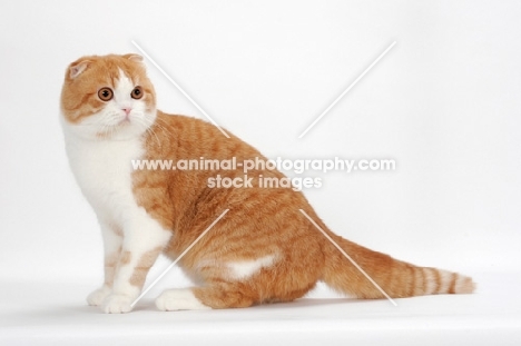 Scottish Fold cat sitting down, red mackerel tabby & white