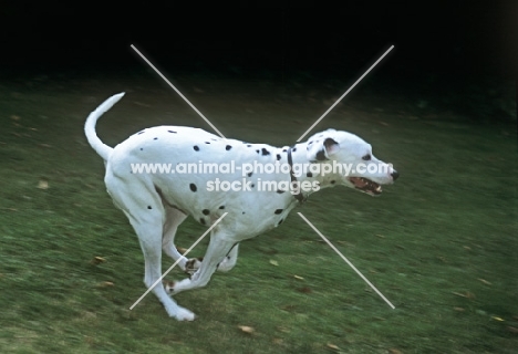 dalmatian running on grass