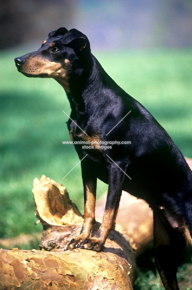 keyline gloriana manchester terrier standing up on branch side view