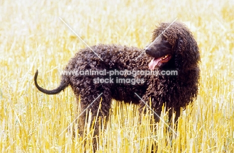 Champion Irish Water Spaniel, in field