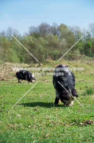 Kunekune pigs