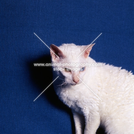 cornish rex cat, odd-eyed white