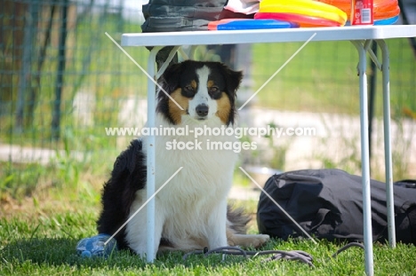 black tri color australian shepherd hiding under a table