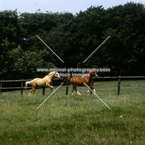young palomino and chestnut horses (unknown breed) cantering in field