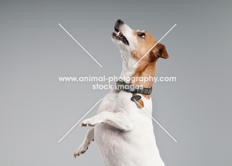 Parson Russell terrier standing on hind legs.