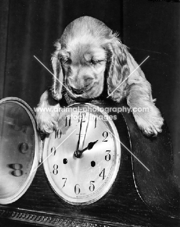 Cocker Spaniel puppy looking at clock