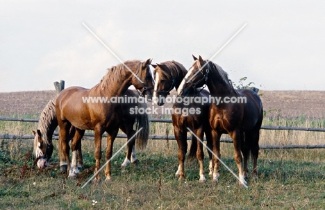 left to right, Hjelm, Martini, Rex Bregneb, Tito Naesdal Frederiksborg stallions in field disputing