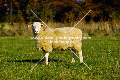 whitefaced woodland ewe