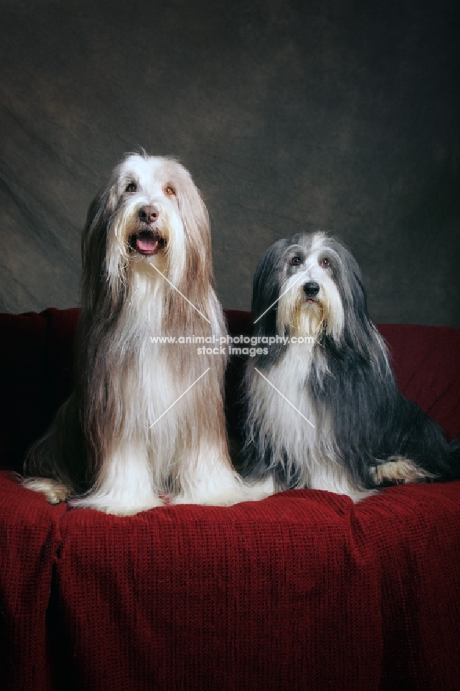fawn and blue bearded collies sitting on red sofa, facing camera