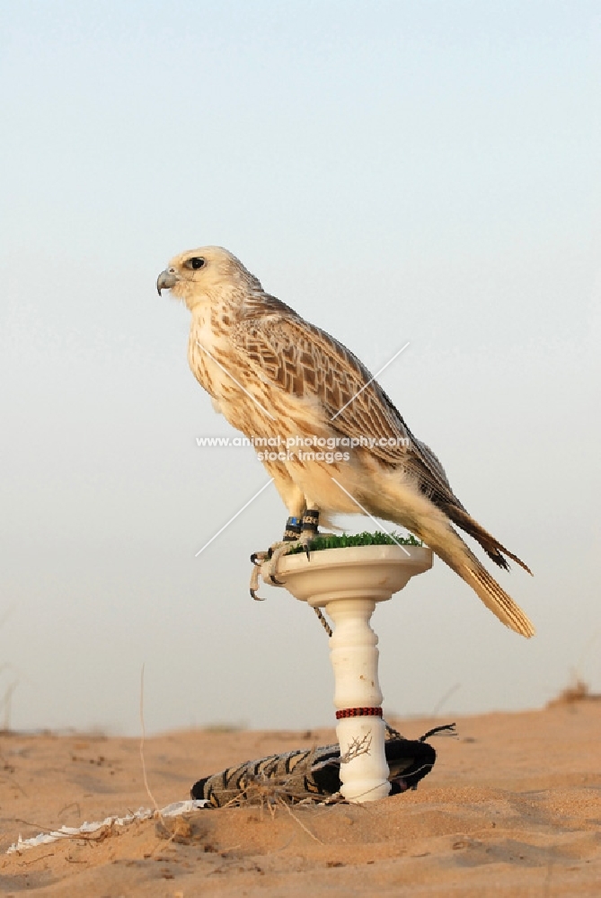 Falcon in Dubai