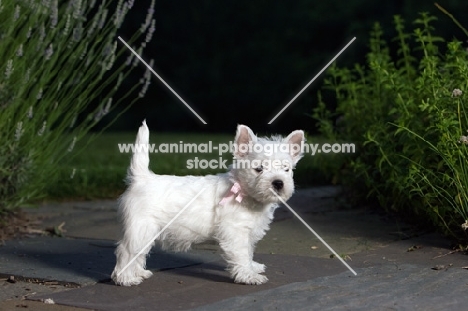 Standing Westie puppy