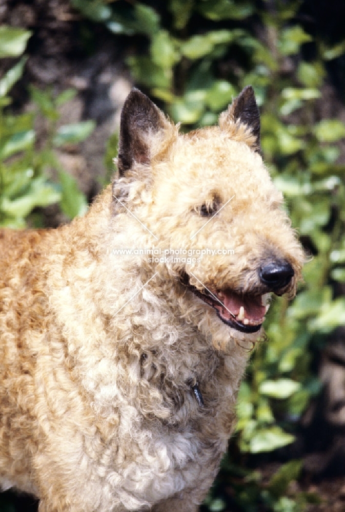 laekenois standing portrait