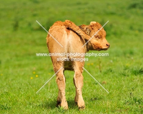 Limousin calf rear view