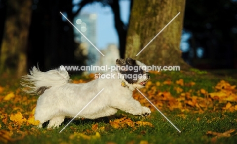 Shih Tzu in motion