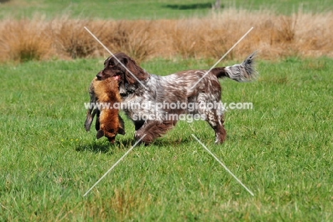 Small Munsterlander retrieving dead fox