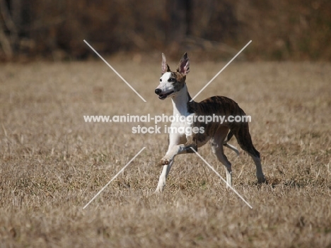 Champion Whippet running outside