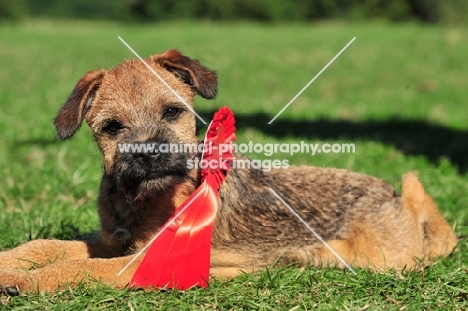 young Border Terrier resting on grass
