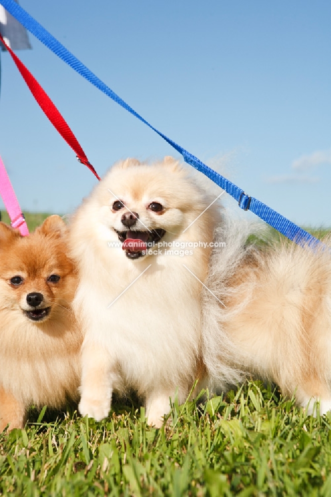 Pomeranians on lead