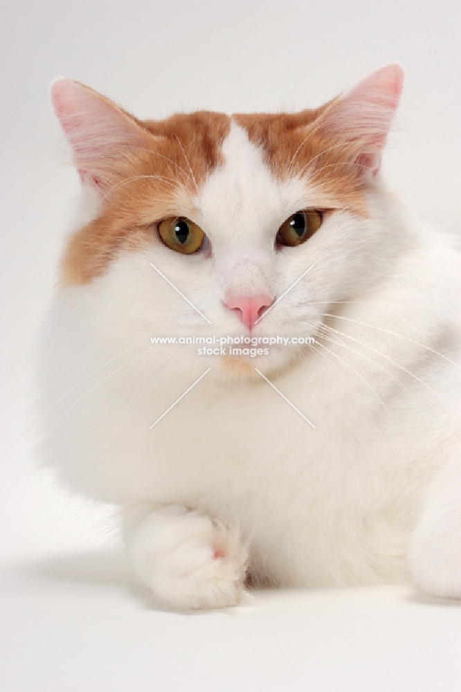 Turkish Van cat portrait, Red Classic Tabby & White colour