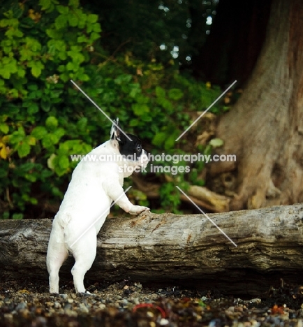 French Bulldog resting on log