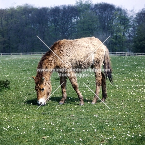 young przewalski's horse at whipsnade, very shaggy