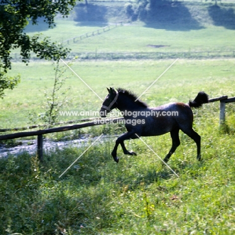 Lipizzaner foal at piber, leaping