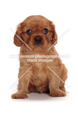 ruby Cavalier King Charles puppy