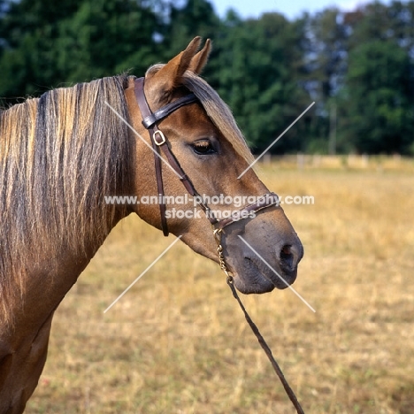 millersford starlight, new forest mare head study