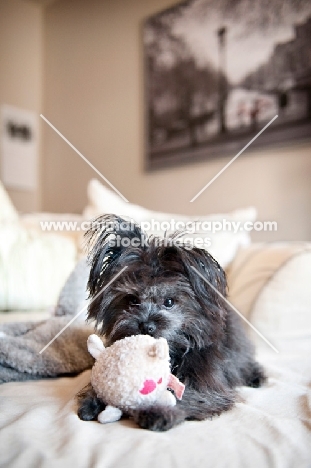 terrier mix holding plush toy between paws