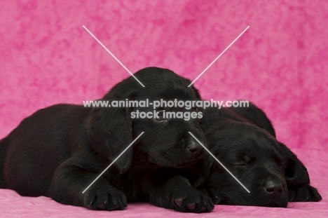 Sleepy Black Labrador Puppies lying on a pink background