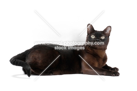 sable Burmese cat on white background, lying down