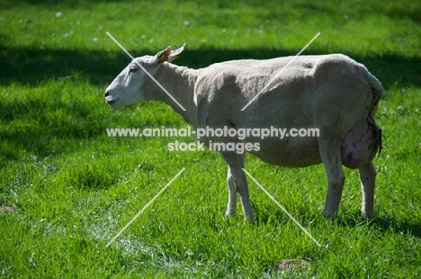 Swifter sheep, side view