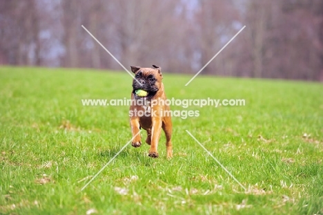 deutscher boxer playing with ball