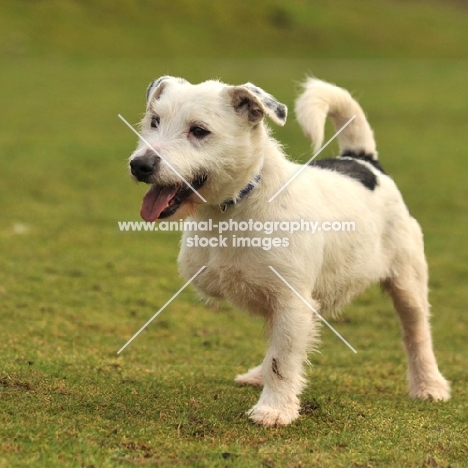 three legged Jack Russell terrier dog