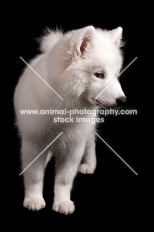 Samoyed pup on black background