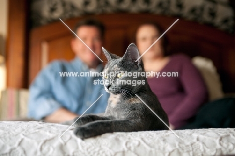 rescued cat lying on bed with man and woman