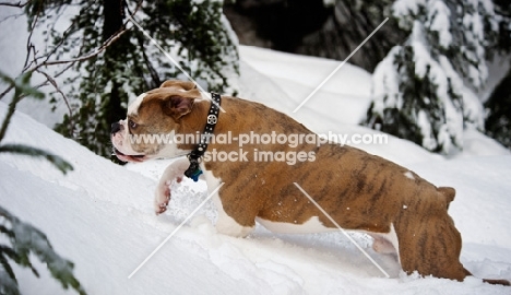 Old English Bulldog running through snow