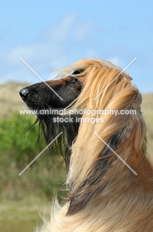 Afghan Hound, profile